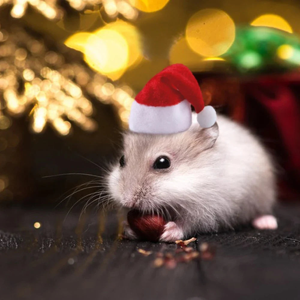 Funny Christmas Hat for Hamster & Small Pets – Holiday Costume Small Pet Costume Hat Qme