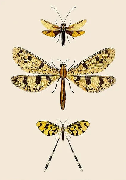 Vintage Dragonfly Canvas Wall Art – Insect Nature Print Canvas Wall Art Qst P4 30x40cm Unframed