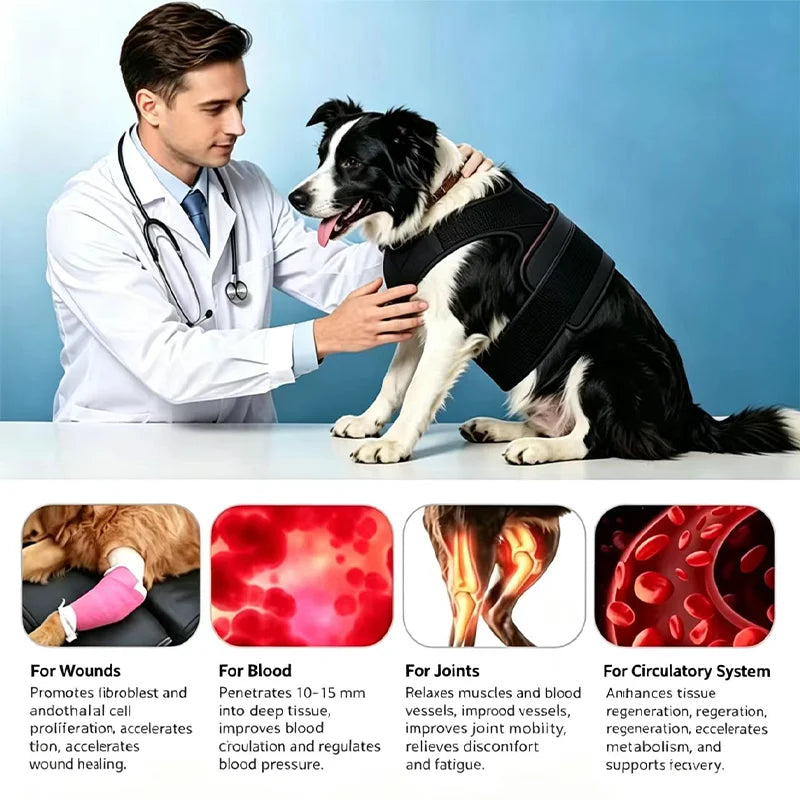 Pet Red Light Therapy Belt 660nm 850nm for Dogs & Cats Pet Light Therapy Belt Qst