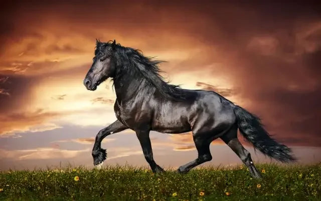 Wild Horse Canvas Wall Art – Modern Animal Poster Print Canvas Wall Art Qst P4 40x60cm Unframed