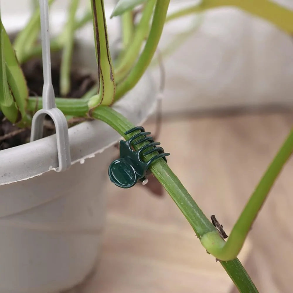 6-Claw Plant Clips 10-Pack | Orchid & Climbing Stem Support Plant Support Clips Qme