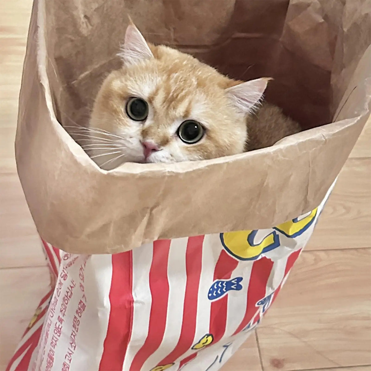Crinkle Cat Bag – Foldable Interactive Play Sack for Cats Interactive Cat Toy Qme