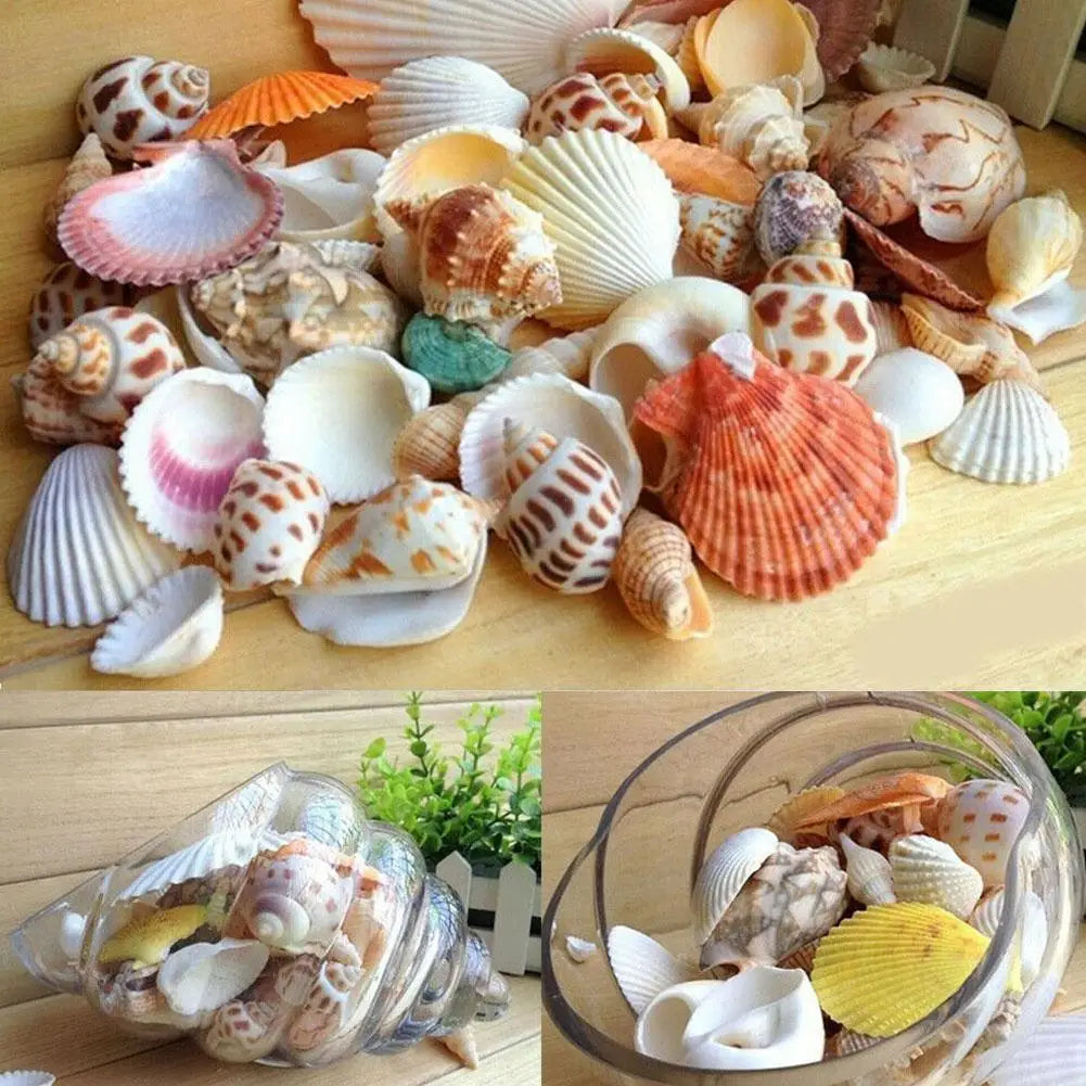 Mixed Sea Beach Shells – Aquarium Decor, Crafts & Photo Props Decorative Seashells Qme