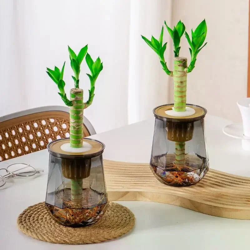 Mini Self-Watering Planter & Fish Tank – Transparent Pot Self-Watering Planter Qme