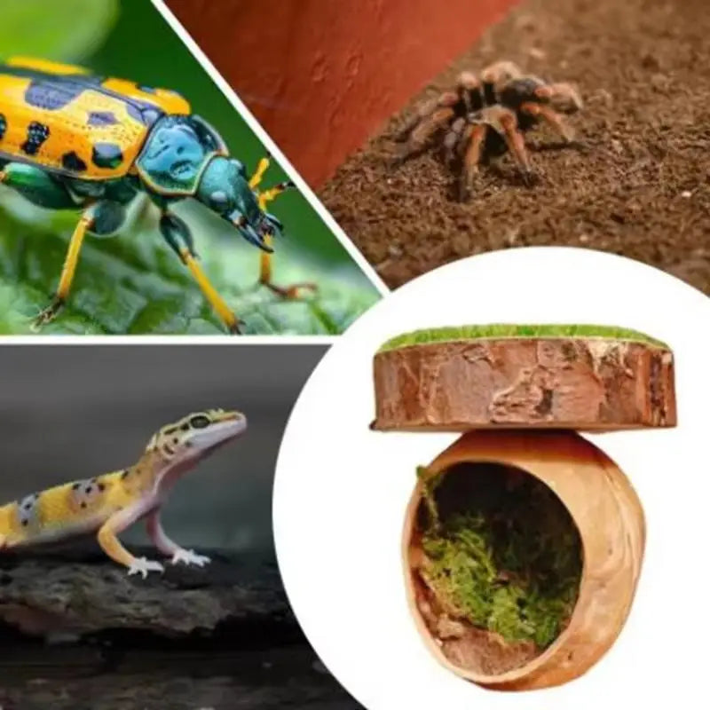 Handmade Mini Jumping Spider Hide Cave – Wood & Walnut Enclosure Spider Enclosure Hide Qme