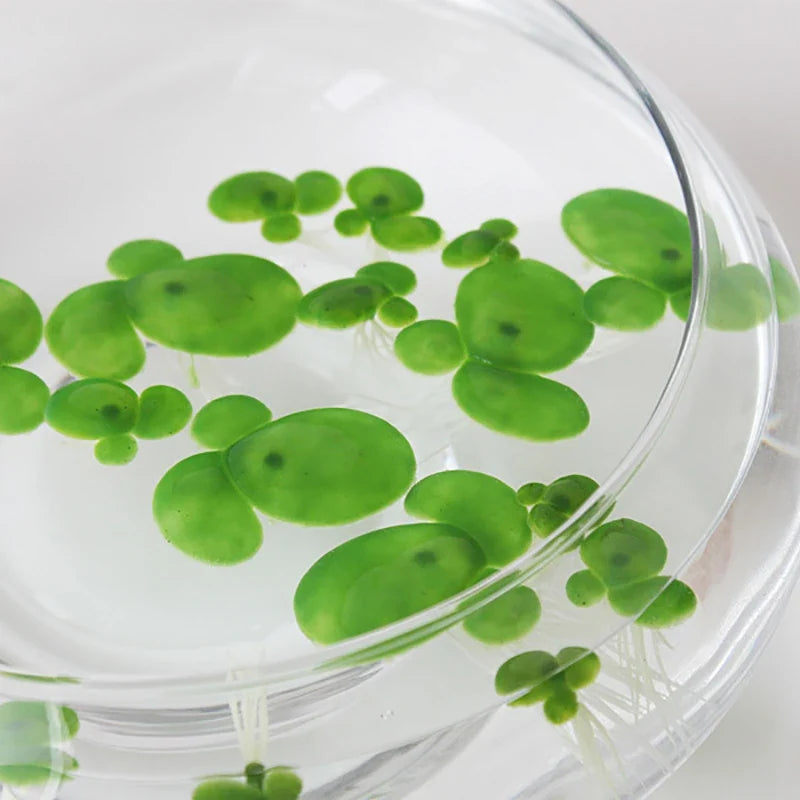 Artificial Floating Duckweed with Roots – 18 Pcs Aquarium Decor Aquarium Decor Plant Qme