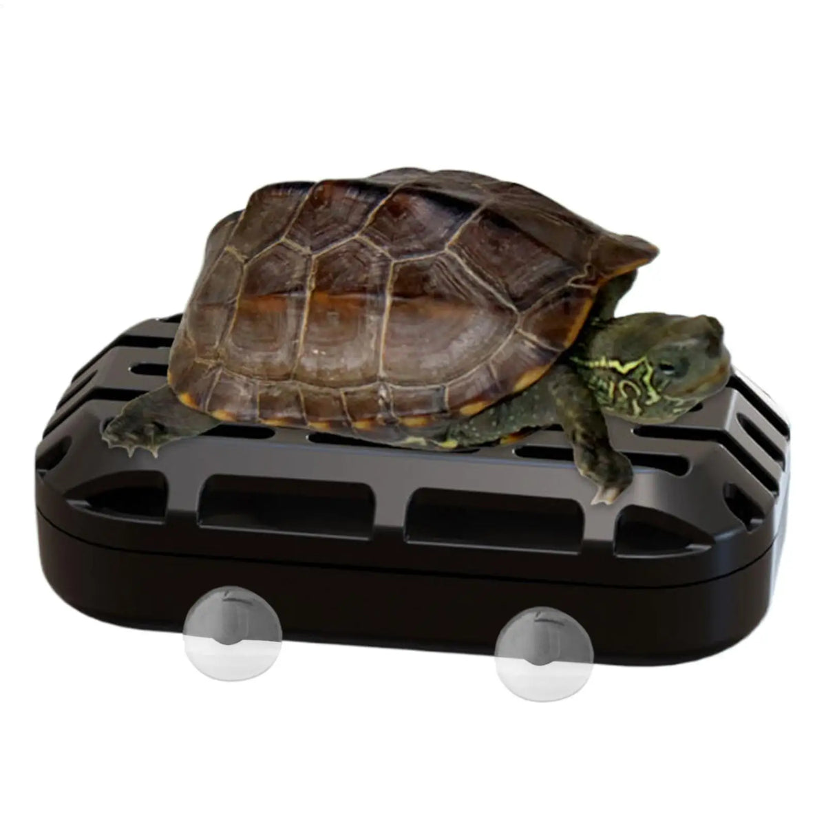 Turtle Waste Catcher Box with Suction Cup | Aquarium Reptile Accessory Reptile Tank Accessory Qme