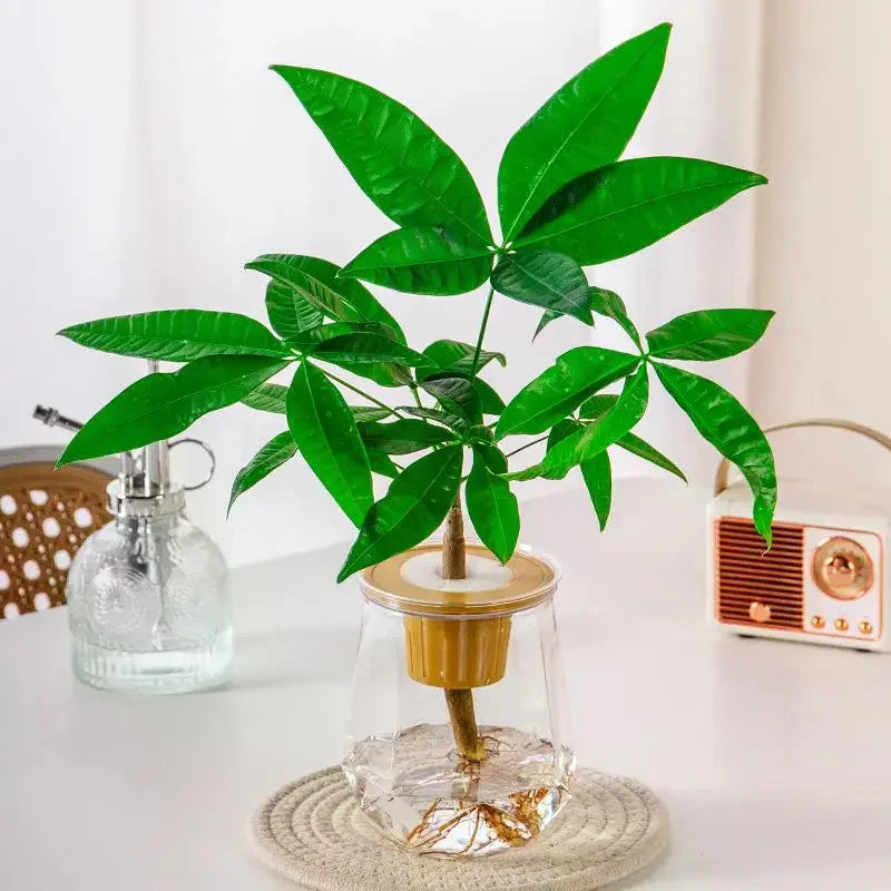 Mini Self-Watering Planter & Fish Tank – Transparent Pot Self-Watering Planter Qme