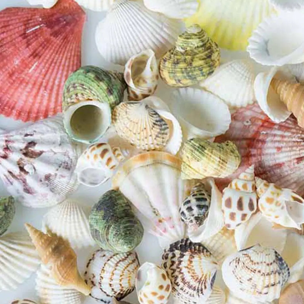 Mixed Sea Beach Shells – Aquarium Decor, Crafts & Photo Props Decorative Seashells Qme