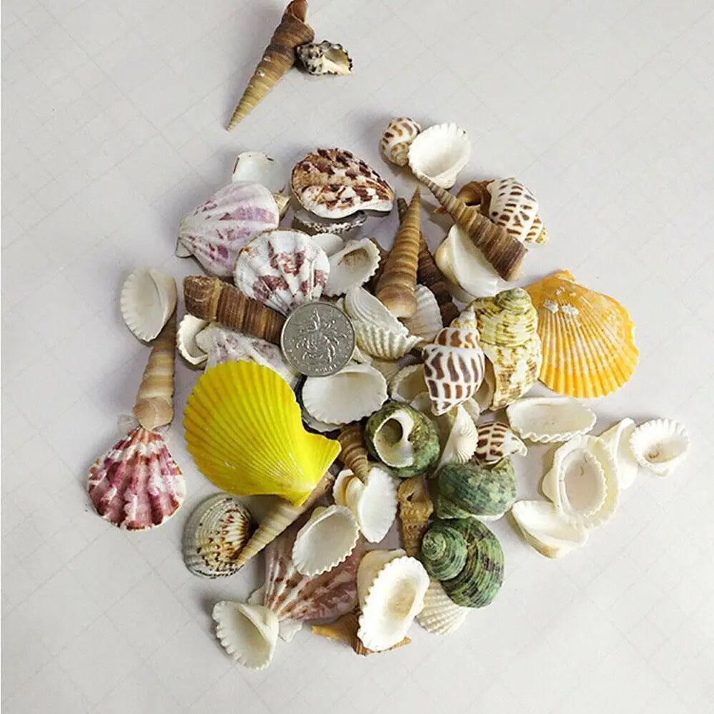 Mixed Sea Beach Shells – Aquarium Decor, Crafts & Photo Props Decorative Seashells Qme