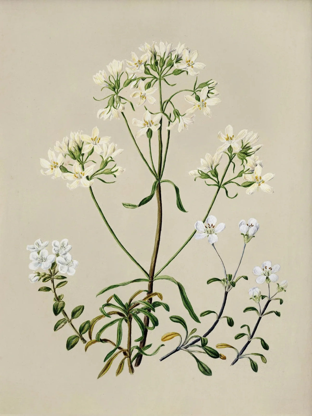 Vintage Botanical Floral Canvas Wall Art Print | Home Decor Canvas Wall Art Qst 6 50x70cm Unframed