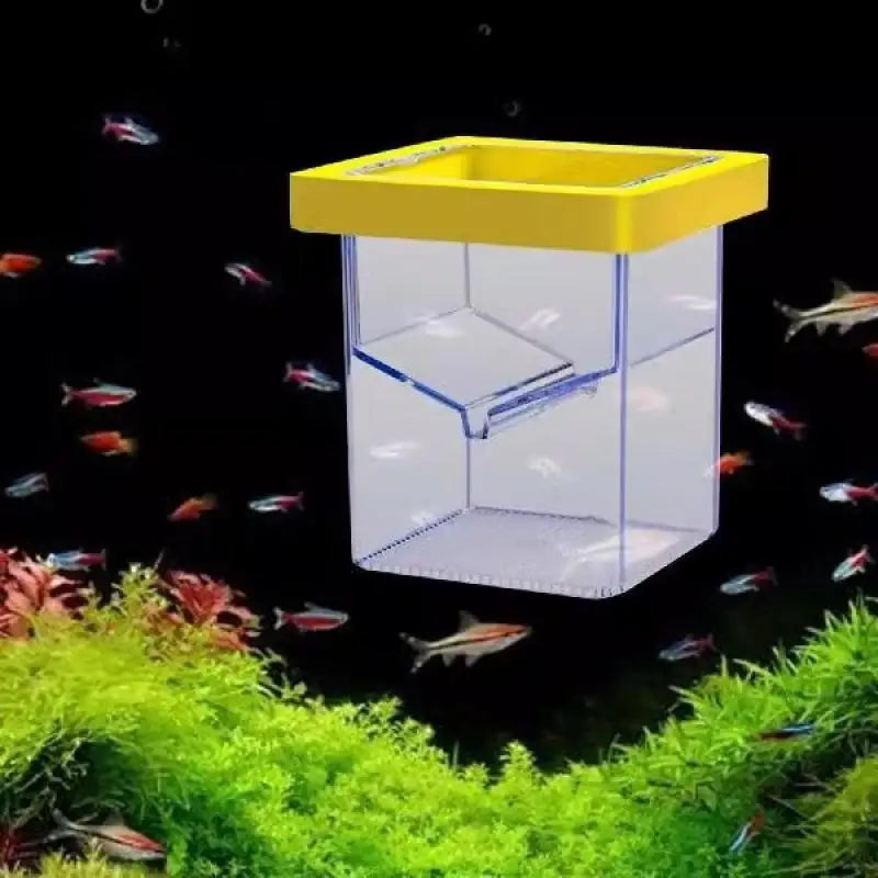Transparent Floating Fish Breeding Isolation Box – Aquarium Fish Breeding Box Qst